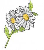 Gänseblümchen